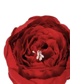 HIER_1130 10 Pack | 3