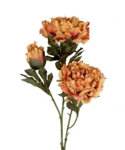 HIER_1130 2 Bushes | 29