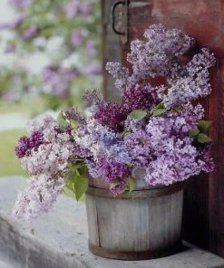 Silkflowersfactory Baby Breath Bush Artificial Silk Flowers - Lavender Baby Breath Bushes 15 Silkflowersfactory Baby Breath Bush Artificial Silk Flowers - Lavender Baby Breath Bushes