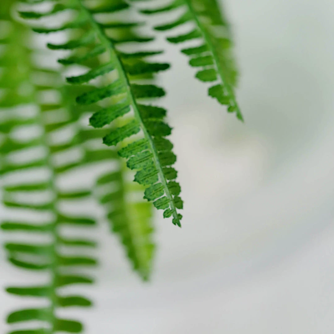 HIER_1600 2 Pack | 17" Boston Fern Leaf Stems, Artificial Greenery Decorative Fern Bushes, Faux Plants - Green Artificial Plants 14 HIER_1600 2 Pack | 17" Boston Fern Leaf Stems, Artificial Greenery Decorative Fern Bushes, Faux Plants - Green Artificial Plants