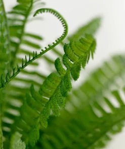HIER_1600 2 Pack | 17" Boston Fern Leaf Stems, Artificial Greenery Decorative Fern Bushes, Faux Plants - Green Artificial Plants 27 HIER_1600 2 Pack | 17