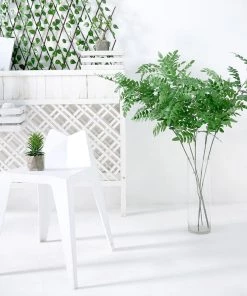 HIER_1150 2 Bushes | 42