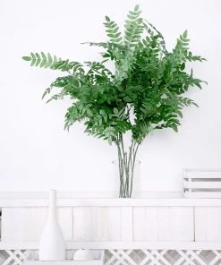 HIER_1150 2 Bushes | 42