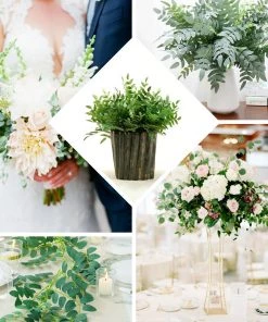 HIER_1150 2 Bushes | 42