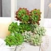 Silkflowersfactory Set Of 3 | 12" Assorted Artificial Succulent Plants Echeveria Long Stem Air Plants Succulents