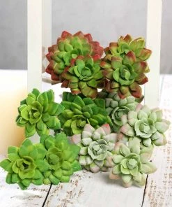 Silkflowersfactory Set Of 3 | 12" Assorted Artificial Succulent Plants Echeveria Long Stem Air Plants Succulents