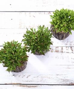 Silkflowersfactory Set Of 3 | 6" Assorted Aeonium Artificial Plants With Pots Succulents 17 Silkflowersfactory Set Of 3 | 6