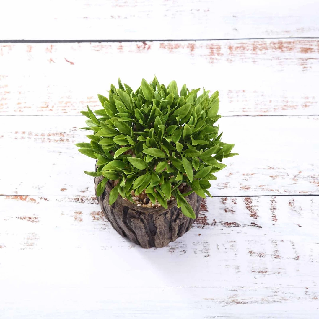 Silkflowersfactory Set Of 3 | 6" Assorted Aeonium Artificial Plants With Pots Succulents 7 Silkflowersfactory Set Of 3 | 6" Assorted Aeonium Artificial Plants With Pots Succulents