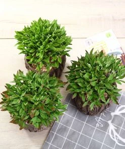 Silkflowersfactory Set Of 3 | 6" Assorted Aeonium Artificial Plants With Pots Succulents 14 Silkflowersfactory Set Of 3 | 6