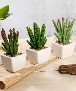 Silkflowersfactory Succulents Set Of 3 | 7