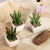 Silkflowersfactory Succulents Set Of 3 | 7" Assorted Cactus Artificial Plants With Pots