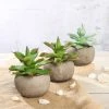 Silkflowersfactory Set Of 3 | 5" Assorted Aloe Varietal Artificial Plants With Pots