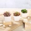 Silkflowersfactory Succulents Set Of 3 | 3'' Assorted Mini Echeveria Artificial Plants With Pots