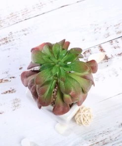 Silkflowersfactory Succulents Set Of 3 | 5'' Assorted Echeveria Or Grape Artificial Plants With Pots