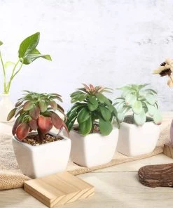 Silkflowersfactory Succulents Set Of 3 | 5'' Assorted Echeveria Or Grape Artificial Plants With Pots