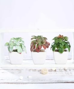Silkflowersfactory Succulents Set Of 3 | 5'' Assorted Echeveria Or Grape Artificial Plants With Pots