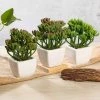 Silkflowersfactory Set Of 3 | 7'' Assorted Stonecrop Artificial Plants With Pots