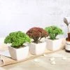 Silkflowersfactory Succulents Set Of 3 | 6'' Assorted Autumn Joy Sedum Artificial Plants With Pots