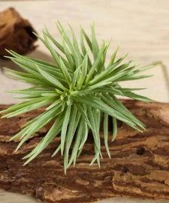 Silkflowersfactory Set Of 3 | 7