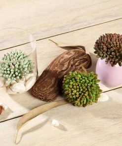 Silkflowersfactory Set Of 3 | 4" Mini Jelly Bean Decorative Artificial Plants Succulents