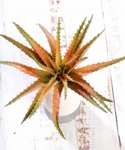 Silkflowersfactory Set Of 3 | 12" Aloe Cameronii Decorative Artificial Plants Succulents