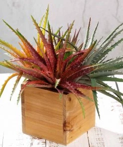 Silkflowersfactory Set Of 3 | 12" Aloe Cameronii Decorative Artificial Plants Succulents