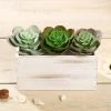 Silkflowersfactory Set Of 3 | 6" Echeveria Stem Decorative Artificial Plants