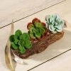 Silkflowersfactory Succulents Set Of 3 | 3" Echeveria Orion Decorative Artificial Plants