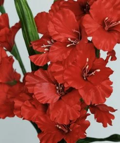 HIER_1150 3 Bushes | 36" Red Artificial Silk Long Stem Gladiolus Flower Spray - Filler Flowers 28 HIER_1150 3 Bushes | 36