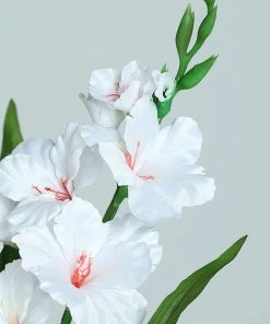 HIER_1150 3 Bushes | 36