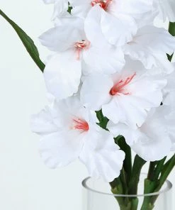 HIER_1150 3 Bushes | 36