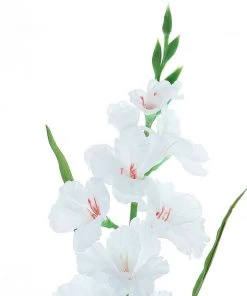 HIER_1150 3 Bushes | 36