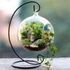 Silkflowersfactory Graceful Globe Glass Terrarium 4/pk Flower Vases & Decorations