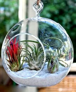 Silkflowersfactory Flower Vases & Decorations Gigantic Globe Glass Terrarium 4/pk