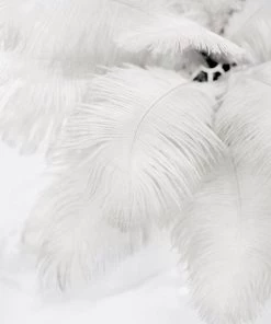 Silkflowersfactory 12 Pack | 13"-15" Natural Plume Real Ostrich Feathers Vase Centerpiece - Cream / Ivory 21 Silkflowersfactory 12 Pack | 13