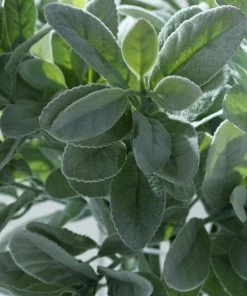 HIER_1150 Pack Of 2 | 24" Frosted Green Artificial Flocked Lambs Ear Leaf Spray Artificial Plants 27 HIER_1150 Pack Of 2 | 24