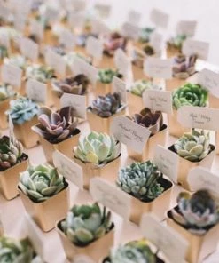 Silkflowersfactory Succulents Set Of 3 | 4'' Assorted Green Echeveria Artificial Plants With Pots