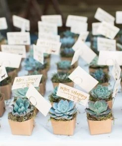 Silkflowersfactory Succulents Set Of 3 | 5